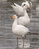 Photo - Snow Goose