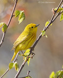 Photo - Yellow Warbler