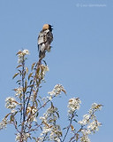 Photo - Bobolink