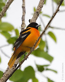 Photo - Baltimore Oriole