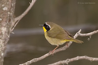 Photo - Common Yellowthroat