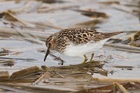 Photo - Least Sandpiper