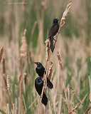 Photo - Common Grackle