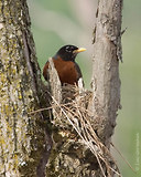 Photo - American Robin