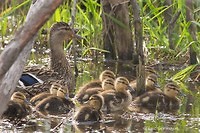 Photo - Canard colvert