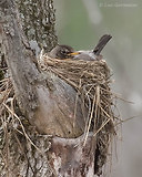 Photo - American Robin