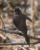 Photo - Common Grackle