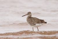 Photo - Willet