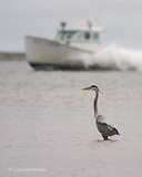 Photo - Great Blue Heron