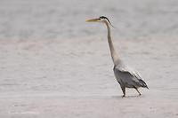 Photo - Great Blue Heron