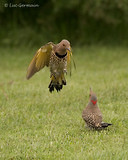 Photo - Northern Flicker