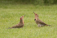 Photo - Northern Flicker