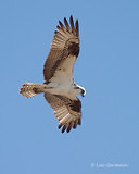 Photo - Balbuzard pêcheur