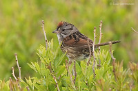 Photo - Bruant des marais