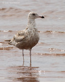 Photo - Goéland argenté