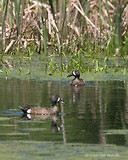 Photo - Sarcelle à ailes bleues