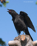 Photo - American Crow