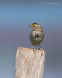 Photo - Bruant des prés