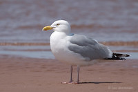 Photo - Goéland argenté