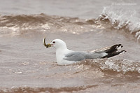 Photo - Ring-billed Gull