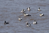 Photo - Eider à duvet