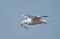 Photo - Ring-billed Gull