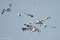 Photo - Ring-billed Gull