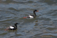 Photo - Black Guillemot