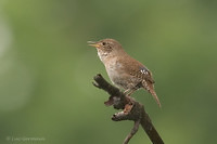 Photo - House Wren