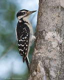 Photo - Hairy Woodpecker