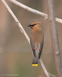 Photo - Cedar Waxwing