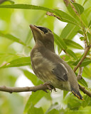 Photo - Cedar Waxwing