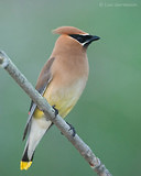 Photo - Cedar Waxwing