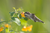 Photo - Colibri à gorge rubis