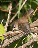 Photo - Marsh Wren