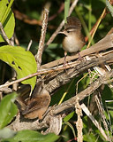 Photo - Marsh Wren