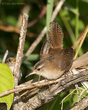 Photo - Marsh Wren