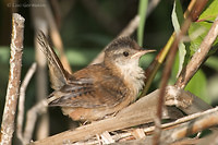 Photo - Marsh Wren