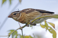 Photo - Rose-breasted Grosbeak