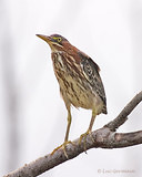 Photo - Green Heron