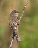 Photo - Eastern Phoebe