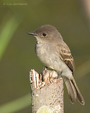 Photo - Eastern Phoebe