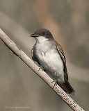 Photo - Eastern Kingbird