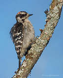 Photo - Downy Woodpecker