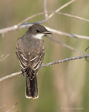 Photo - Eastern Kingbird