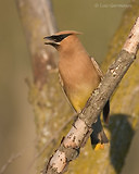 Photo - Cedar Waxwing