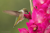 Photo - Colibri à gorge rubis