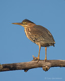 Photo - Green Heron