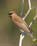 Photo - Cedar Waxwing