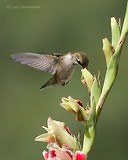 Photo - Colibri à gorge rubis